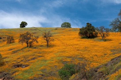 Picture of CALIFORNIA POPPIES BLOOMING IN A FIELD IN AMADOR COUNTY.