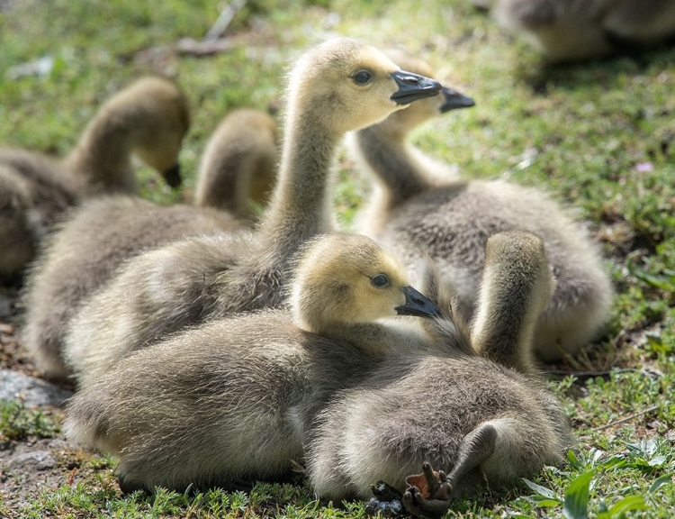 Picture of CANADA GEESE GOSLINGS HUDDLING TOGETHER.