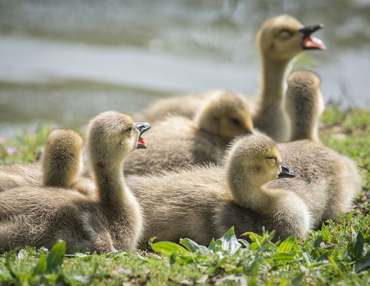 Picture of CANADA GEESE GOSLINGS HUDDLING TOGETHER.