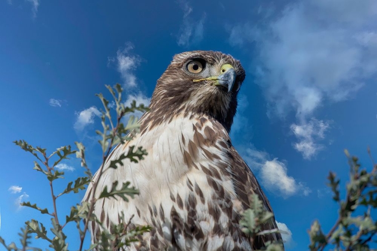 Picture of CLOSEUP OF RED TAILED HAWK.