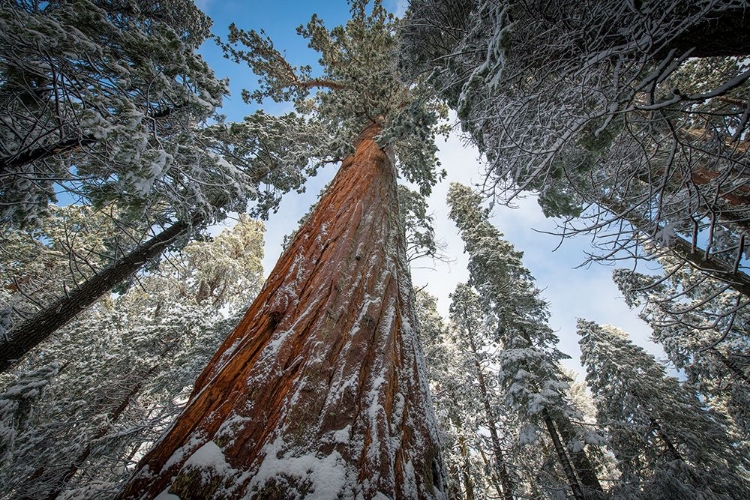 Picture of FRESH SNOW COATING THE TRUNK OF THIS FOREST GIANT.