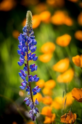 Picture of LUPINES AND POPPIES ARE TWO COMMON WILDFLOWER THAT GROW TOGETHER.