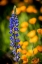 Picture of LUPINES AND POPPIES ARE TWO COMMON WILDFLOWER THAT GROW TOGETHER.