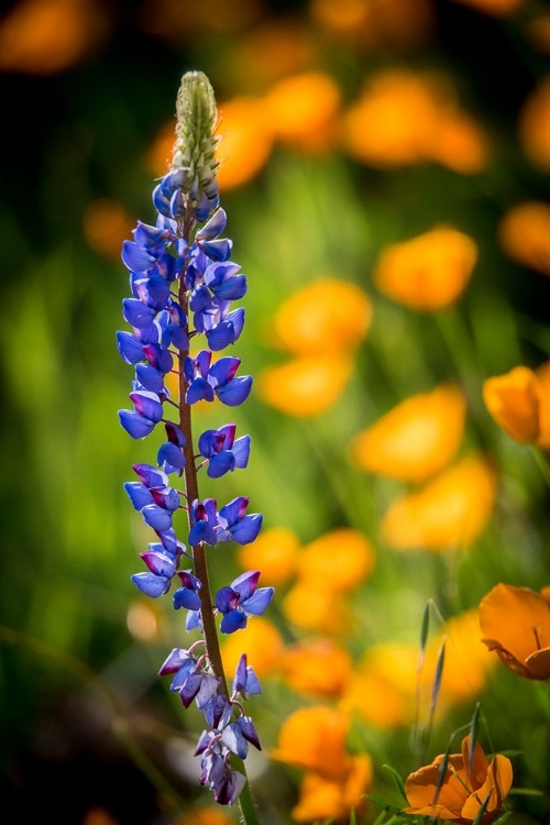 Picture of LUPINES AND POPPIES ARE TWO COMMON WILDFLOWER THAT GROW TOGETHER.
