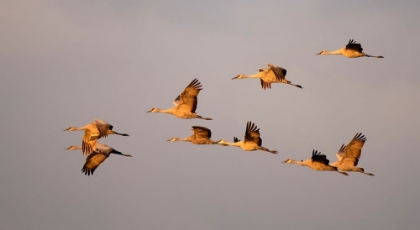 Picture of SANDHILL CRANES COME IN FOR THE NIGHT IN THE SACRAMENTO VALLEY.