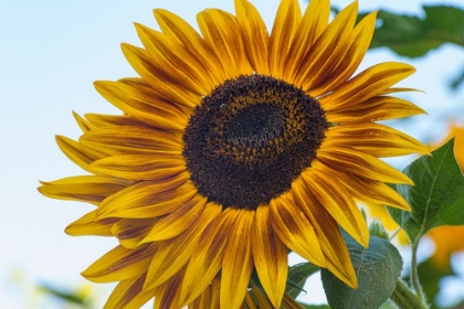 Picture of SUNFLOWER BRINGS HAPPINESS.
