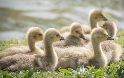 Picture of WARM AND FUZZY CANADA GEESE GOSLINGS CROWD TOGETHER.
