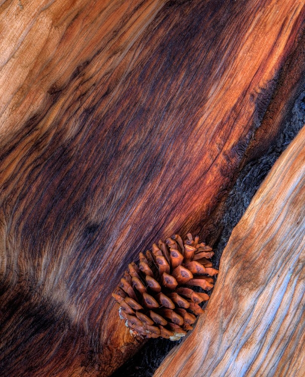 Picture of USA- CALIFORNIA. WHITE MOUNTAINS BRISTLE CONE PINE AND PINE CONE.