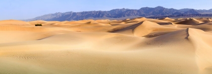 Picture of DEATH VALLEY. LANDSCAPE OF MESQUITE FLATS SAND DUNES.