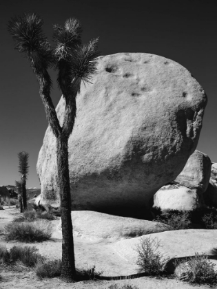 Picture of JOSHUA TREE NATIONAL PARK- CALIFORNIA