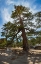 Picture of PONDEROSA PINE- SAN BERNARDINO NATIONAL FOREST- CALIFORNIA
