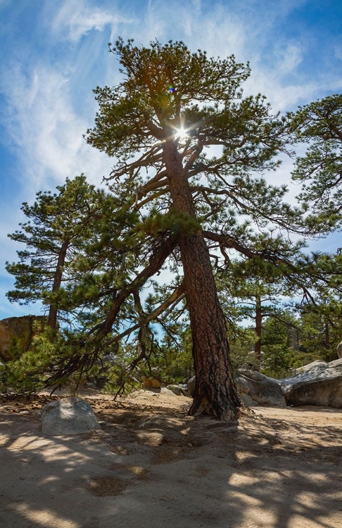 Picture of PONDEROSA PINE- SAN BERNARDINO NATIONAL FOREST- CALIFORNIA