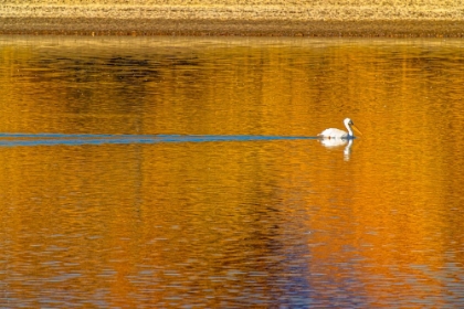 Picture of USA- COLORADO- LOVELAND. AMERICAN WHITE PELICAN SWIMS IN DONATH LAKE.