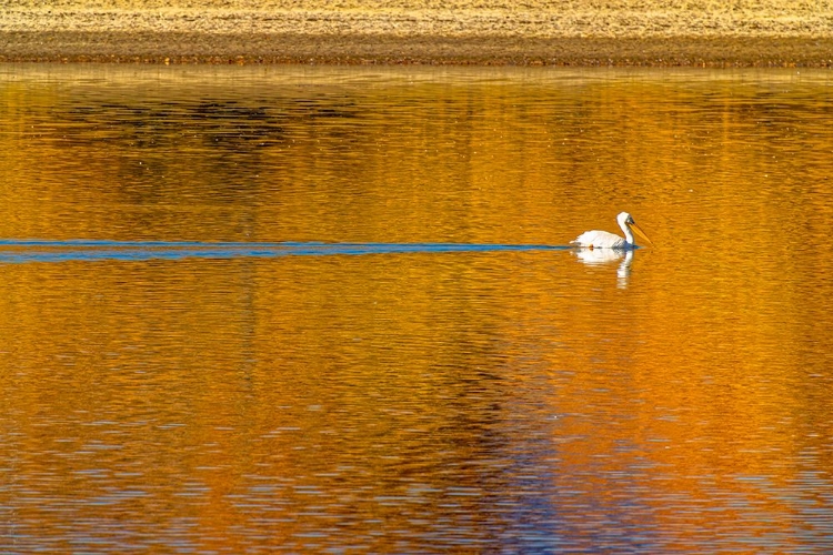 Picture of USA- COLORADO- LOVELAND. AMERICAN WHITE PELICAN SWIMS IN DONATH LAKE.