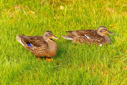 Picture of USA- COLORADO- FORT COLLINS. CLOSE-UP OF MALLARD DUCKS IN GRASS.