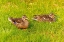 Picture of USA- COLORADO- FORT COLLINS. CLOSE-UP OF MALLARD DUCKS IN GRASS.