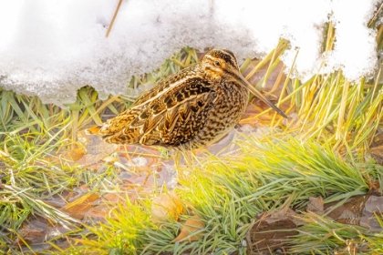 Picture of USA- COLORADO- FORT COLLINS. WILSONS SNIPE IN ICY WINTER GRASS.