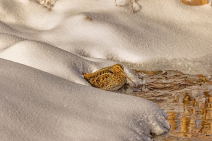 Picture of USA- COLORADO- FORT COLLINS. WILSONS SNIPE DRINKS FROM STREAM IN WINTER.