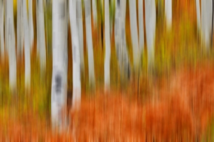 Picture of USA- COLORADO- OWL PASS- ASPEN GROVE DESIGN