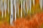 Picture of USA- COLORADO- OWL PASS- ASPEN GROVE DESIGN