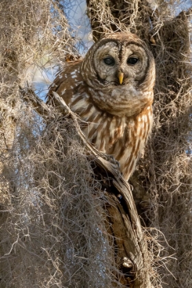 Picture of BARRED OWL- AKA HOOT OWL IN TREE- FLORIDA- USA