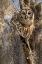 Picture of BARRED OWL- AKA HOOT OWL IN TREE- FLORIDA- USA