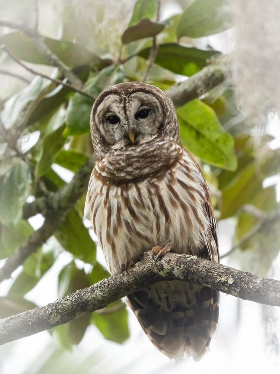 Picture of BARRED OWL- AKA HOOT OWL IN TREE- FLORIDA- USA