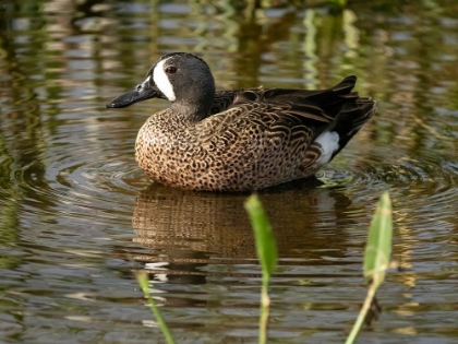 Picture of BLUE-WINGED TEAL- FLORIDA- USA
