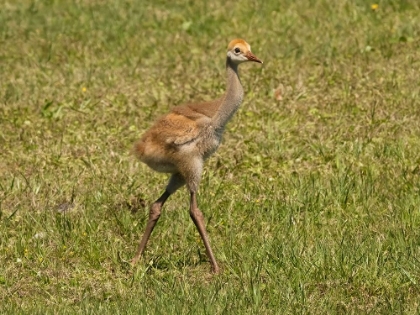 Picture of FLORIDA SANDHILL CRANE COLT- FLORIDA- USA