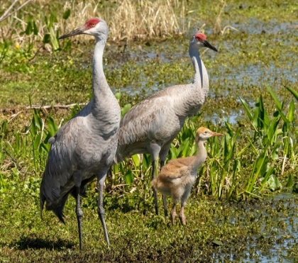 Picture of FLORIDA SANDHILL CRANE ADULT WITH COLT- FLORIDA- USA