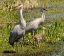 Picture of FLORIDA SANDHILL CRANE ADULT WITH COLT- FLORIDA- USA