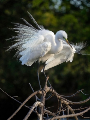 Picture of GREAT EGRET- FLORIDA- USA
