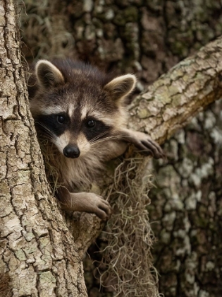 Picture of RACCOON- FLORIDA- USA
