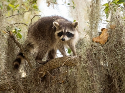 Picture of RACCOON- FLORIDA- USA