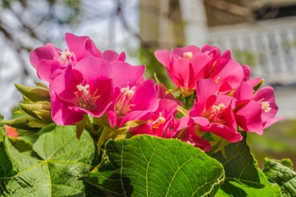 Picture of PINKBALL HYDRANGEA- KEY WEST- FLORIDA.