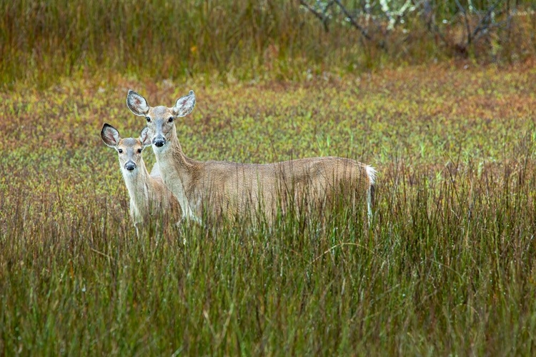 Picture of USA- GEORGIA- SAVANNAH. DOE AN FAWN IN THE MARSH GRASS.