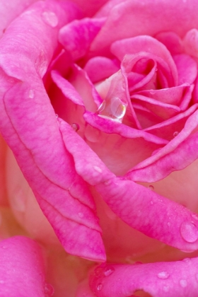 Picture of USA- GEORGIA- SAVANNAH. PINK ROSE WITH WATER DROPS.