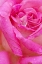Picture of USA- GEORGIA- SAVANNAH. PINK ROSE WITH WATER DROPS.