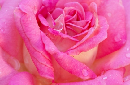 Picture of USA- GEORGIA- SAVANNAH. PINK ROSE WITH WATER DROPS.
