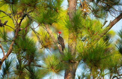 Picture of USA- GEORGIA- SAVANNAH. PILEATED WOODPECKER IN TALL PINE TREE.