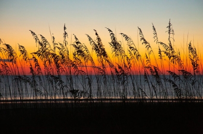 Picture of USA- GEORGIA- TYBEE ISLAND. SUNRISE WITH SILHOUETTED BEACH GRASS.