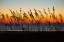 Picture of USA- GEORGIA- TYBEE ISLAND. SUNRISE WITH SILHOUETTED BEACH GRASS.