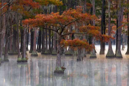 Picture of USA- GEORGIA- TWIN CITY. FALL CYPRESS TRESS IN THE FOG