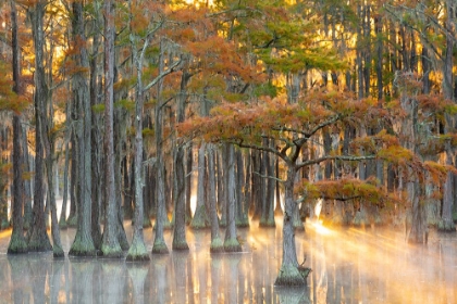 Picture of USA- GEORGIA- TWIN CITY. FALL CYPRESS TRESS IN THE FOG AT SUNRISE.