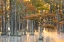Picture of USA- GEORGIA- TWIN CITY. FALL CYPRESS TRESS IN THE FOG AT SUNRISE.