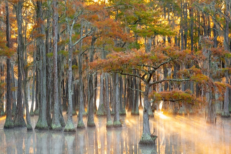 Picture of USA- GEORGIA- TWIN CITY. FALL CYPRESS TRESS IN THE FOG AT SUNRISE.