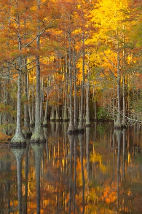 Picture of USA- GEORGIA- TWIN CITY. FALL CYPRESS TRESS IN THE MORNING LIGHT.