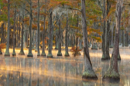 Picture of USA- GEORGIA- TWIN CITY. FALL CYPRESS TRESS IN THE FOG AT SUNRISE.