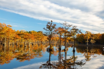 Picture of USA- GEORGIA- TWIN CITY. CYPRESS TREES IN MORNING LIGHT IN THE FALL.