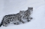 Picture of USA- MONTANA. CAPTIVE SNOW LEOPARDS IN WINTER.